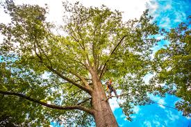 How Our Tree Care Process Works  in  Redan, GA