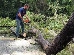 Trusted Redan, GA Tree Removal Services Experts